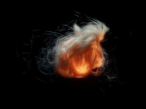 Cheveux d’ange et poils fins : comprendre et prendre soin de ce type de cheveu